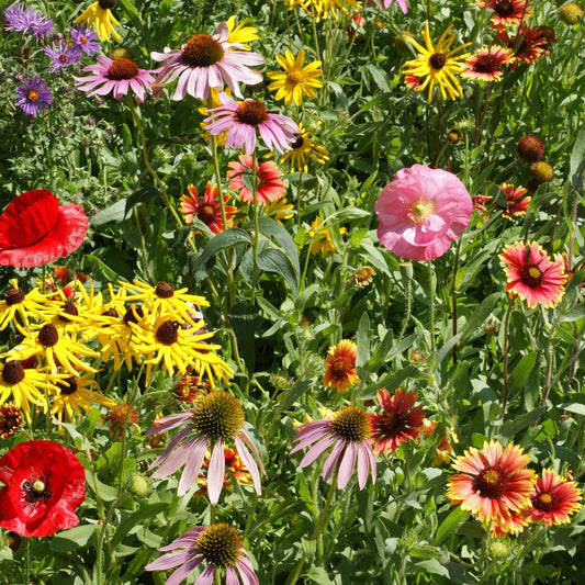 Midwest Flower Seed Mix