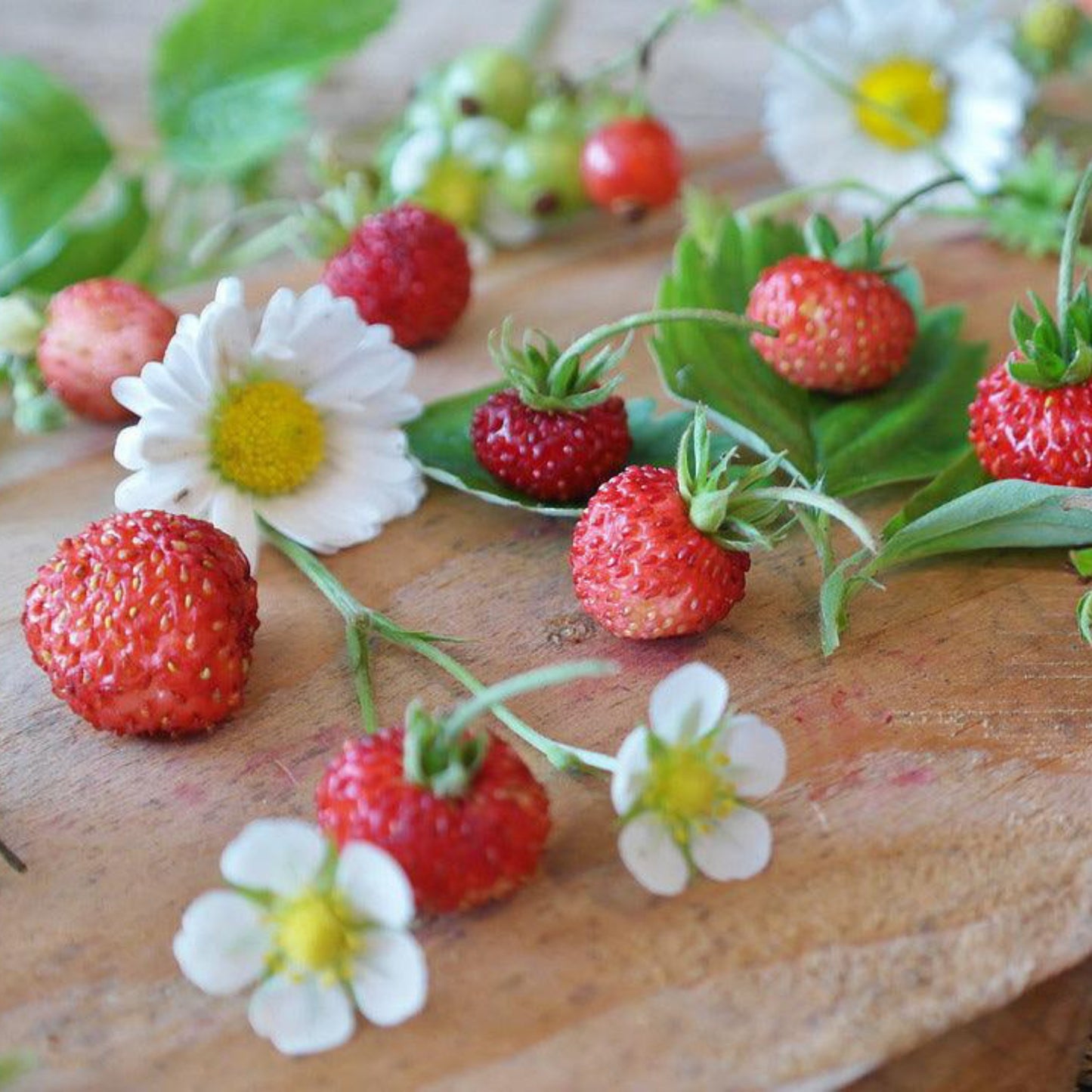 Mignonette Alpine Strawberry