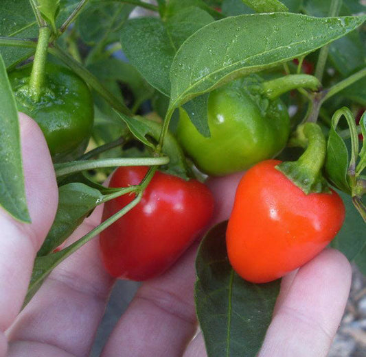 Mini Bell Pepper Mix