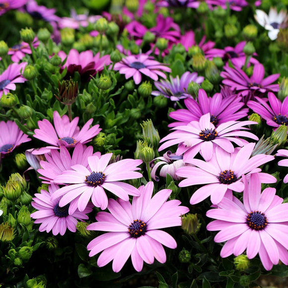 African Daisy Mixed Colors