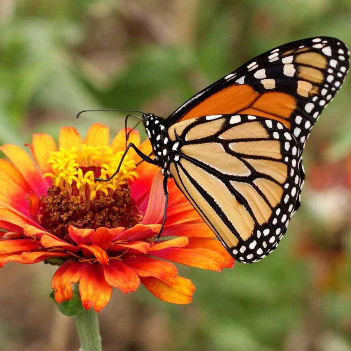 Monarch butterfly feeding on a colorful flower in a butterfly garden
