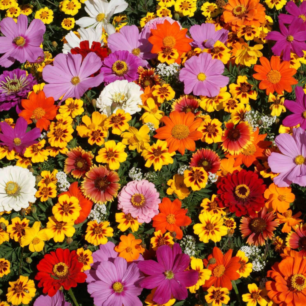 Monarch Butterfly Garden Seed Mix with colorful pink, orange, yellow, red, purple, and white flowers
