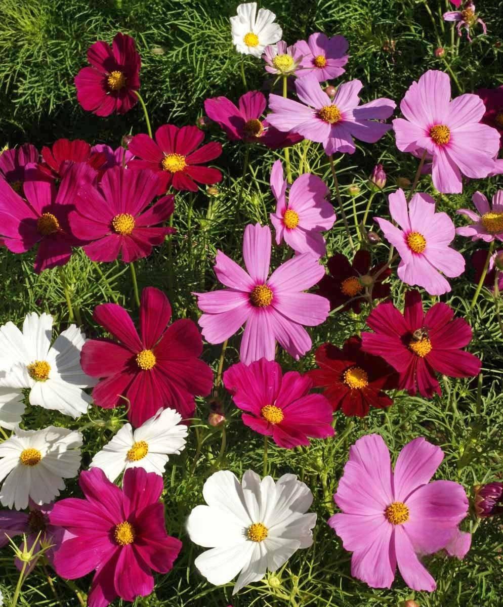 Monarch Butterfly Garden Seed Mixture - Cheap Seeds, LLC