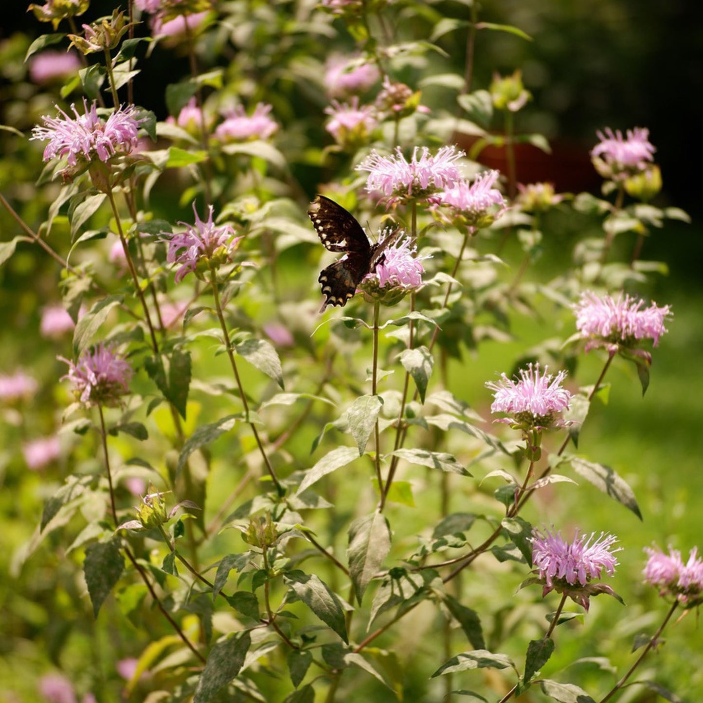 Wild Bergamot Bee Balm