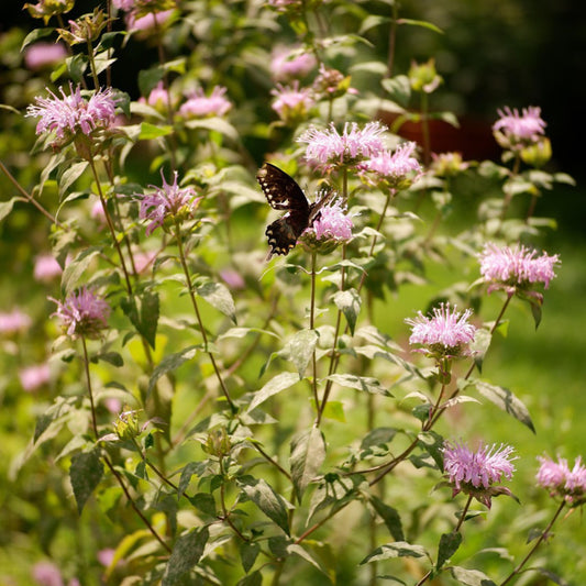 Wild Bergamot Bee Balm