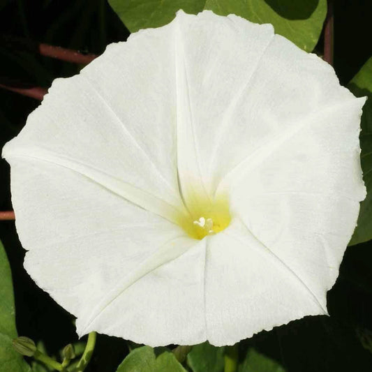Moonflower