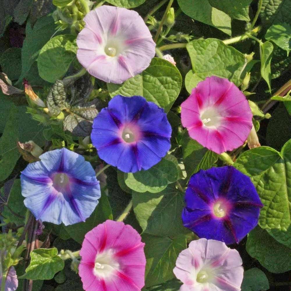 Morning Glory Tall Mix - Cheap Seeds, LLC