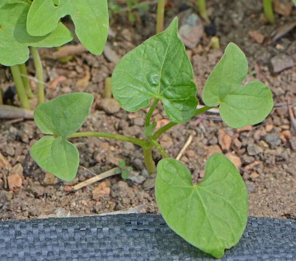 Morning Glory Tall Mix - Cheap Seeds, LLC