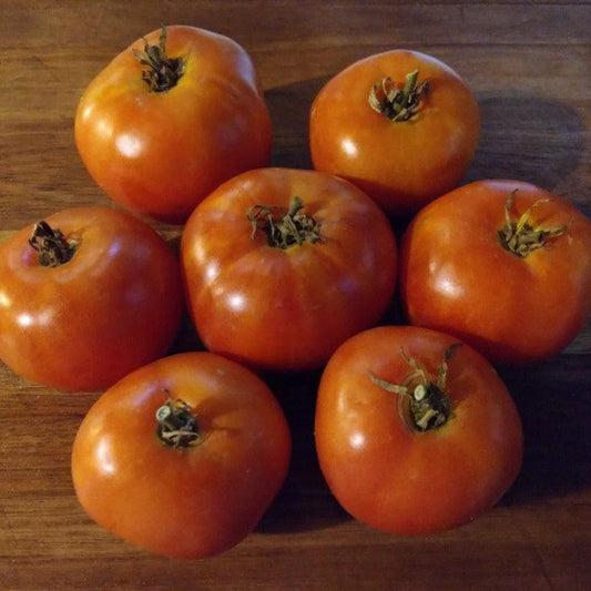 Mountain Princess Tomato