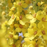 Mullein