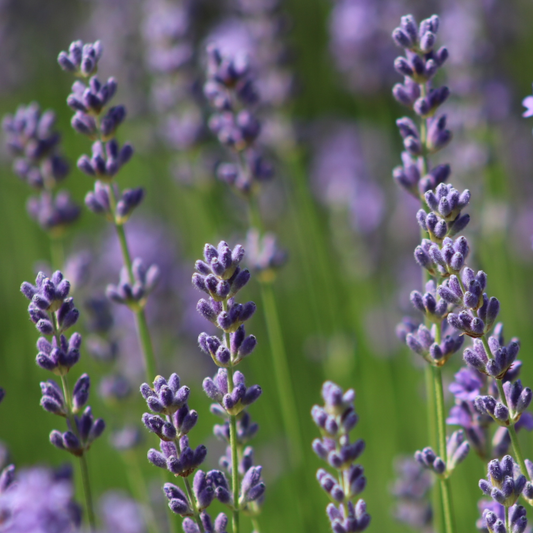 Munstead Lavender