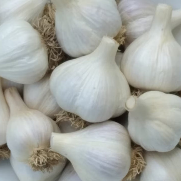 Music Garlic