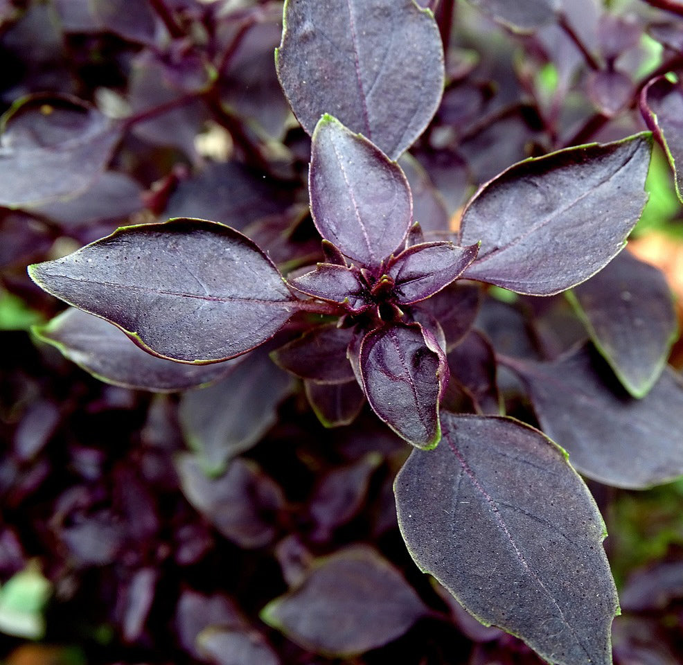 Close-up of Dark Purple Opal Basil (Ocimum basilicum) leaves in garden