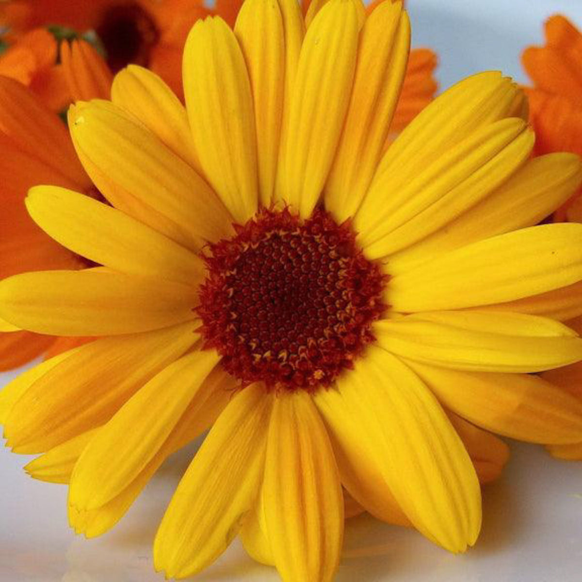Pacific Beauty calendula flower with golden yellow petals