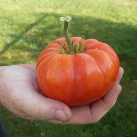 Hand holding a ripe medium-sized Pantano Romanesco heirloom tomato with bright red skin grown in the garden.