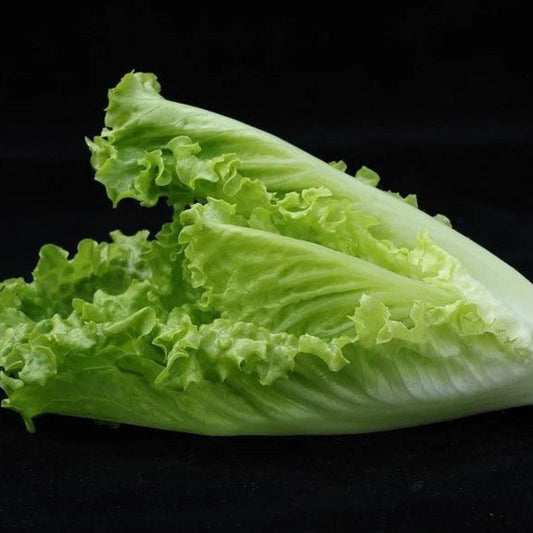 Freshly harvested Parris Island Cos Romaine Lettuce on a counter