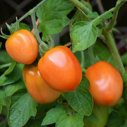 Large ripe Persimmon heirloom tomatoes growing on the vine, showcasing their rich golden-orange color and smooth beefsteak shape in the garden.