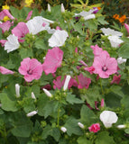 Tree Mallow, Pink and White Mix - Cheap Seeds, LLC