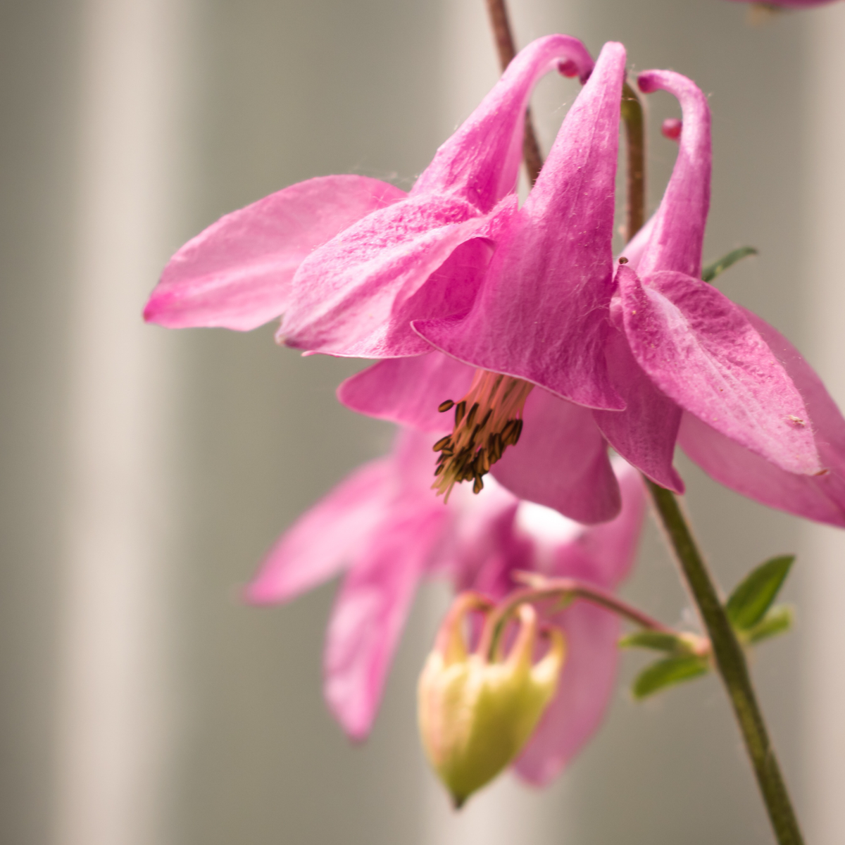 Pink Columbine flowers with delicate pink and white blooms and distinctive spurred petals