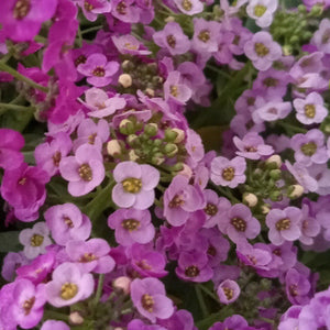 Rosie O'Day Sweet Alyssum