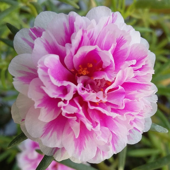 Portulaca