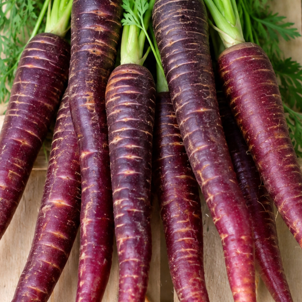 Freshly harvested purple carrots with green tops