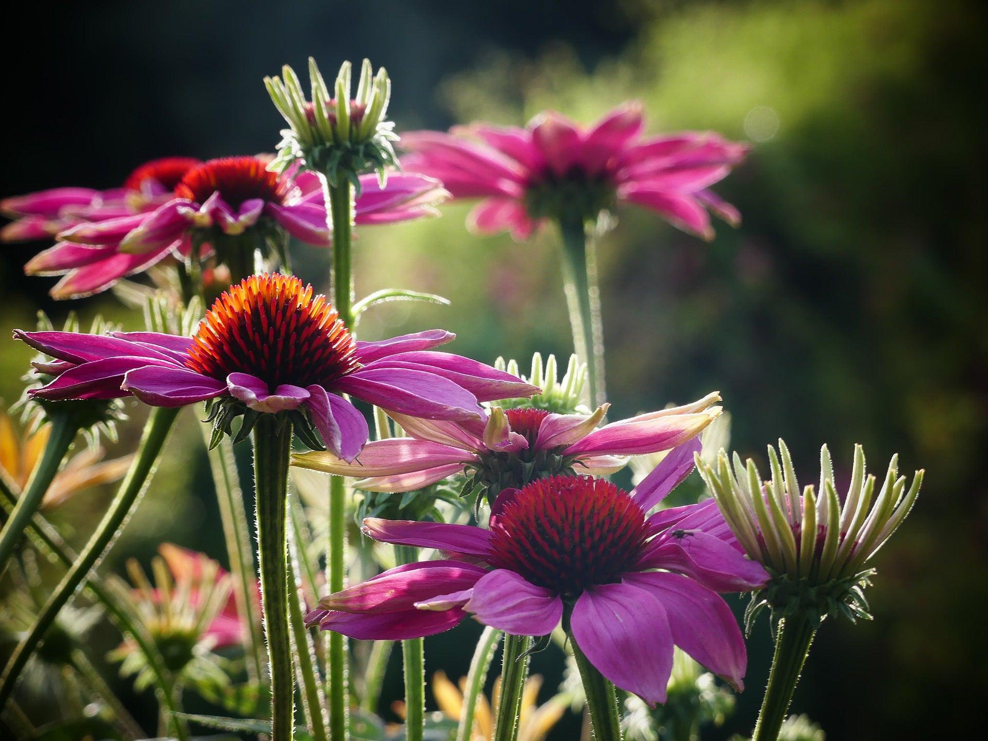 Purple Coneflower - Cheap Seeds, LLC