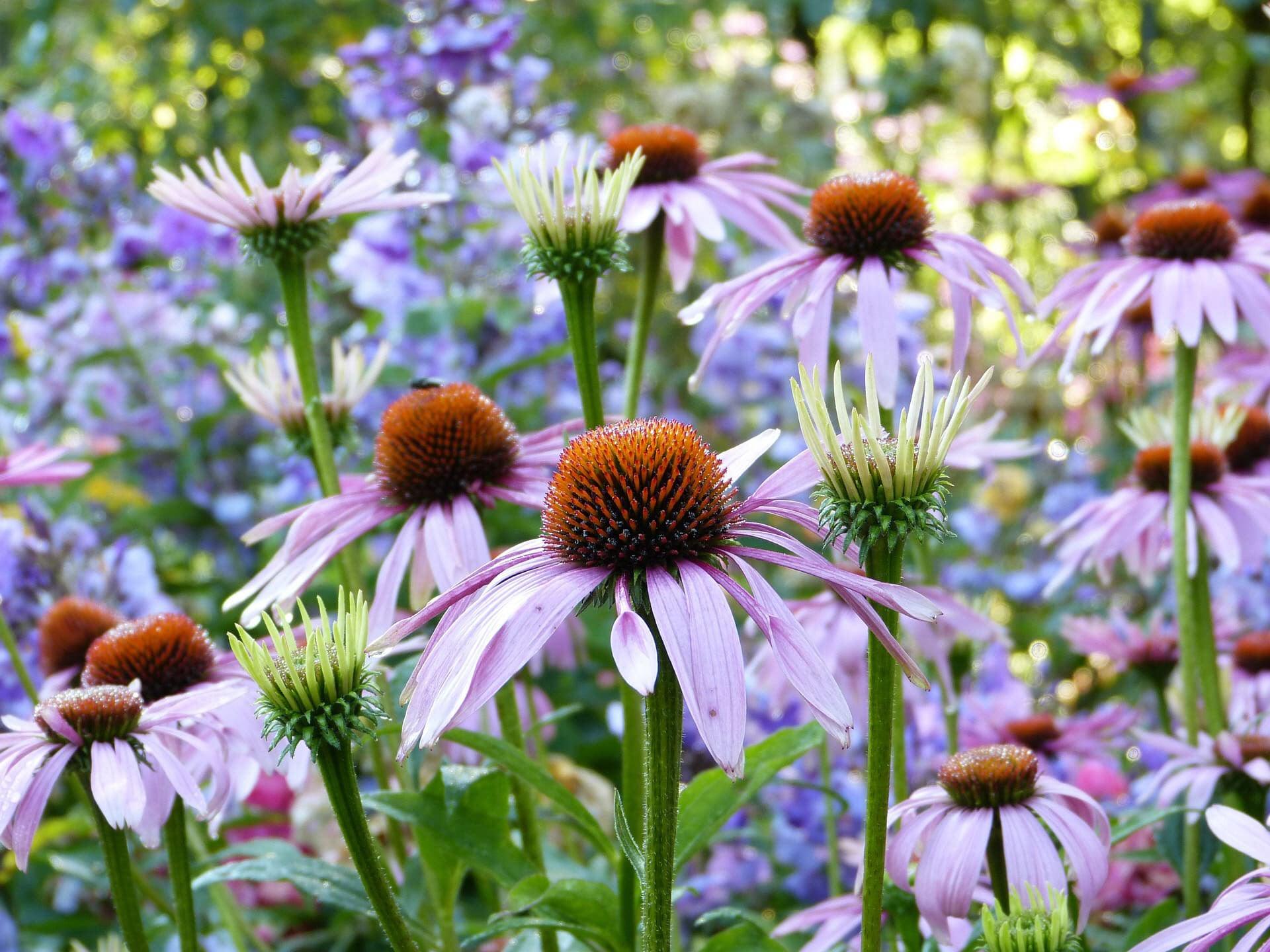 Purple Coneflower - Cheap Seeds, LLC