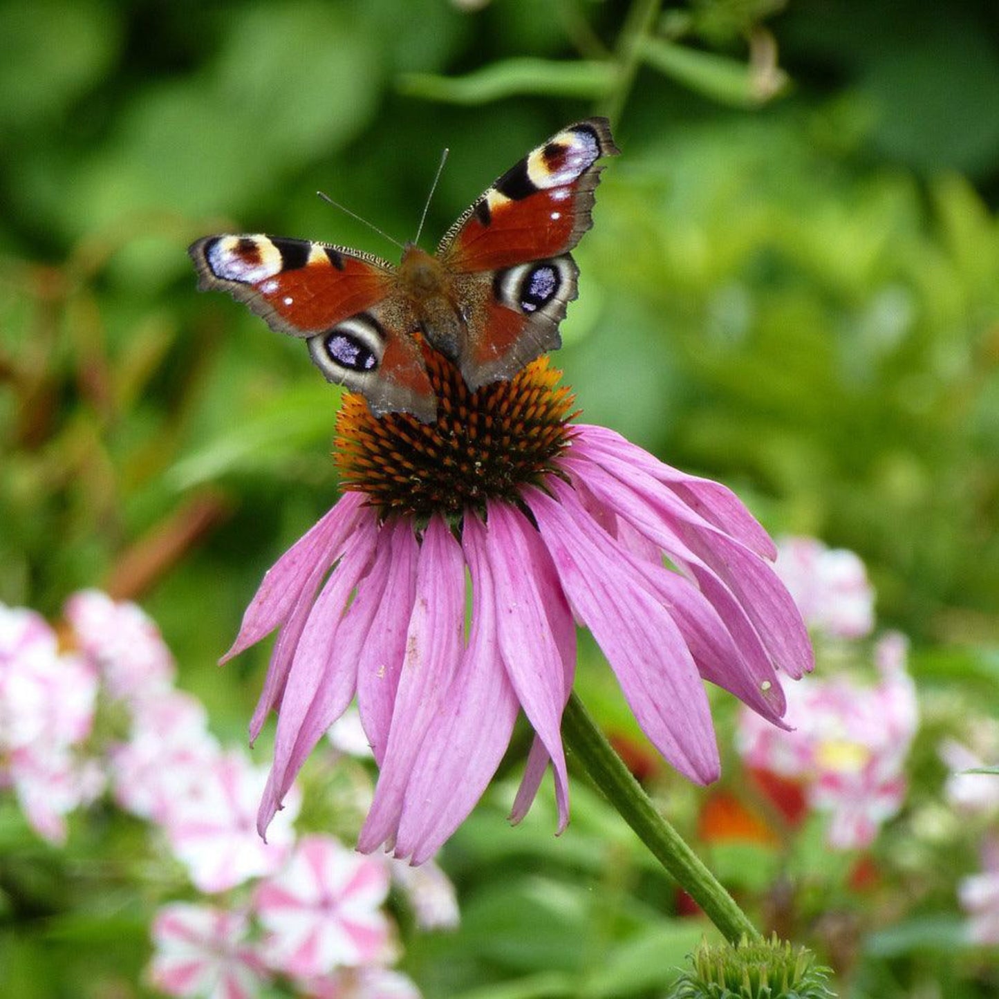 Purple Coneflower