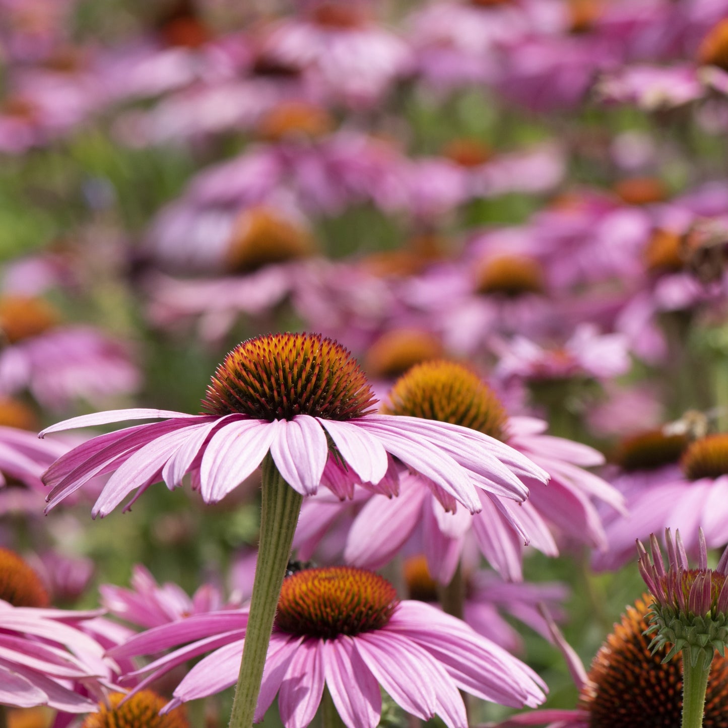 Close-up of pink coneflowers with a blurred background