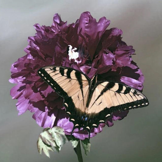 Purple Peony Poppy
