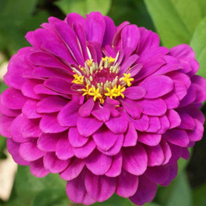 Purple Prince Zinnia