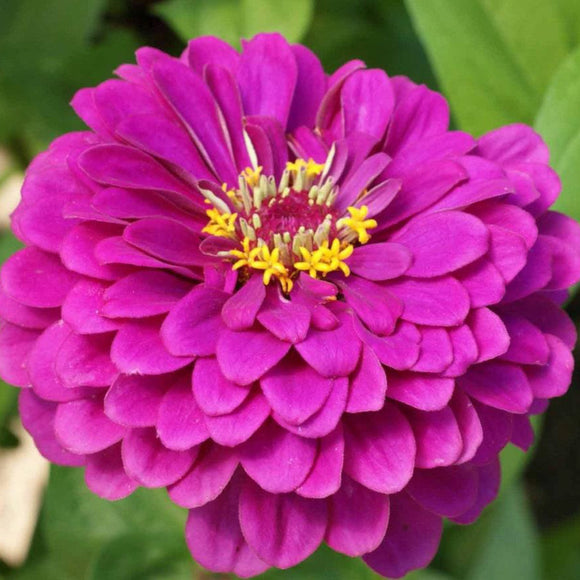 Purple Prince Zinnia