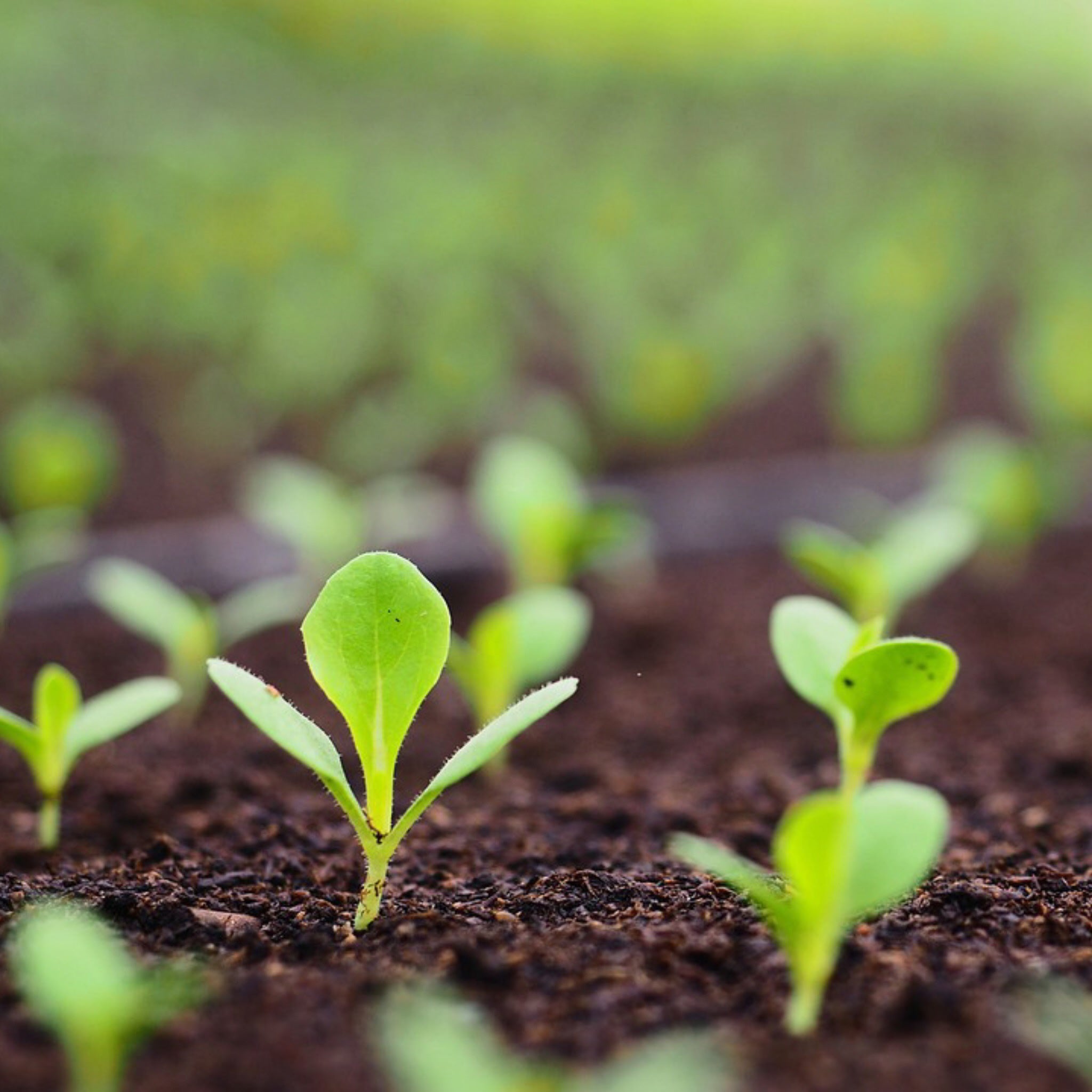 Close-up of young green plants sprouting from soil with a blurred background