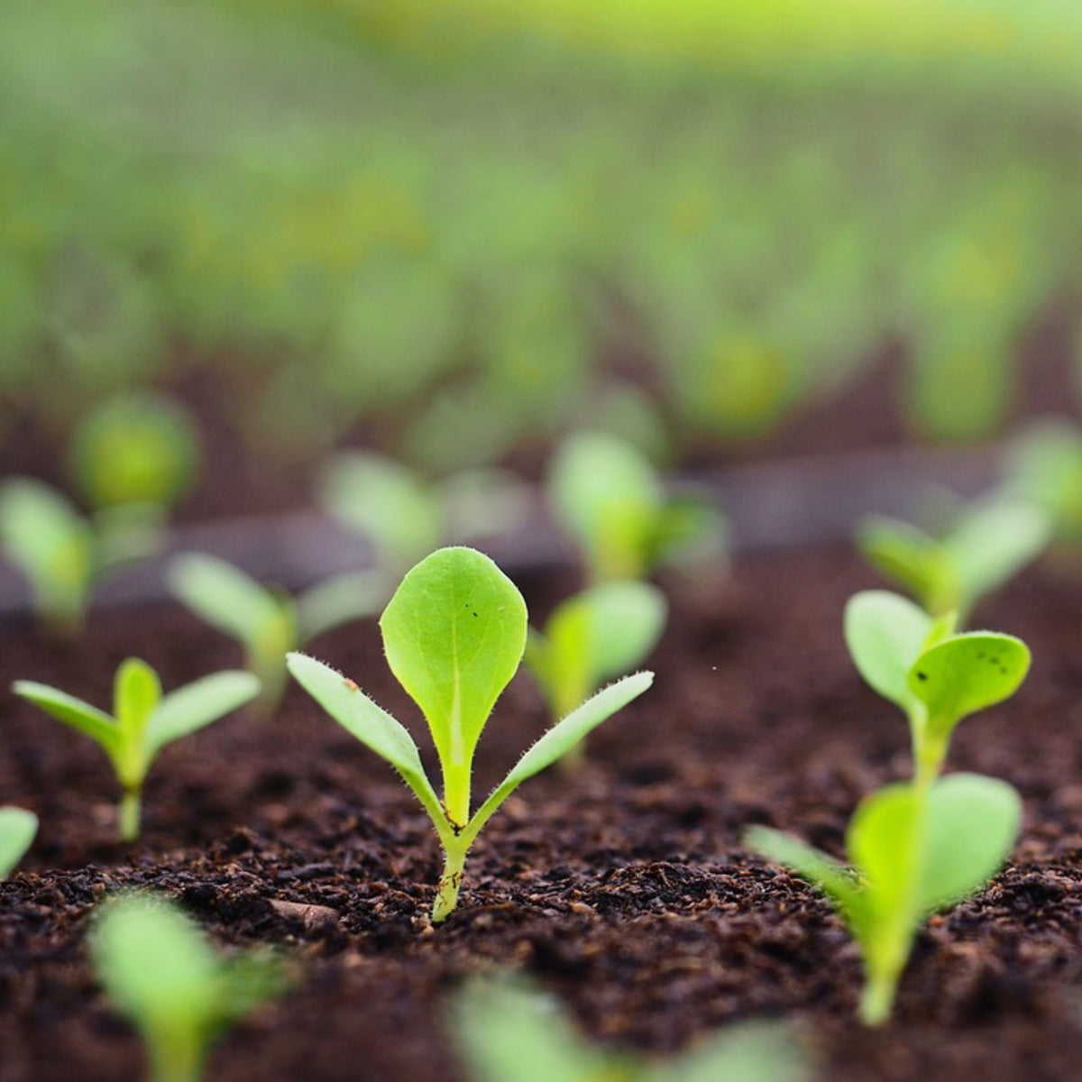 Purple Sprouting broccoli seedlings growing in soil