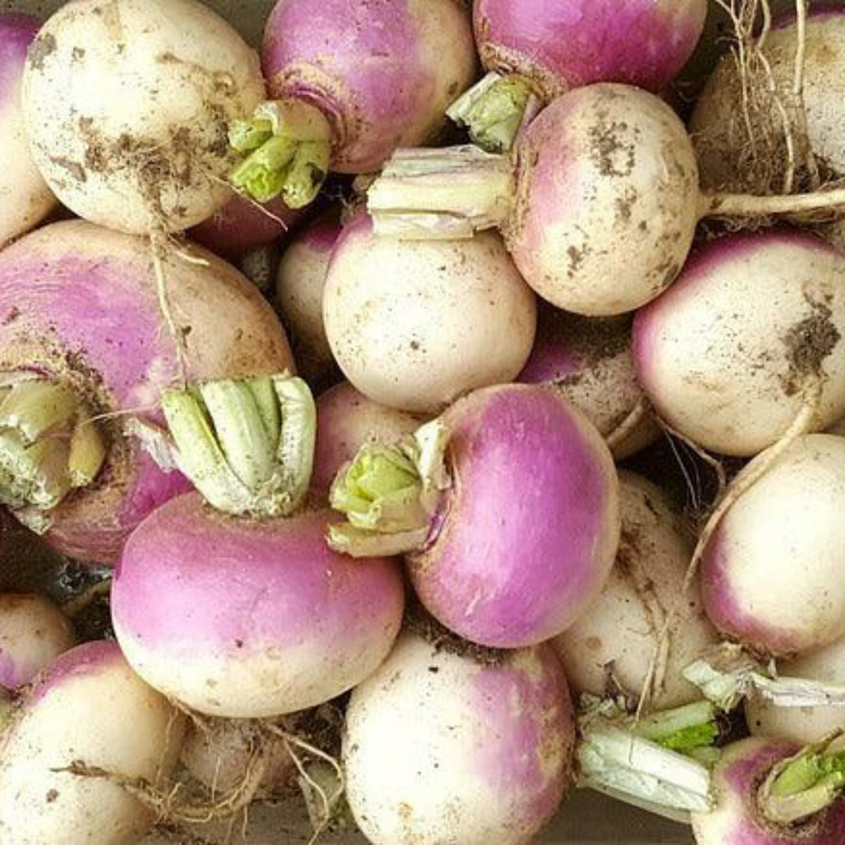 Purple Top White Globe turnips with round white roots and purple tops after harvest