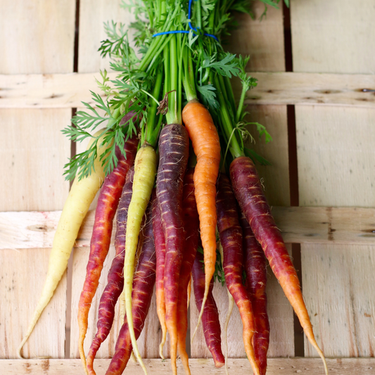Freshly harvested Rainbow Blend carrots in orange, purple, yellow, and red