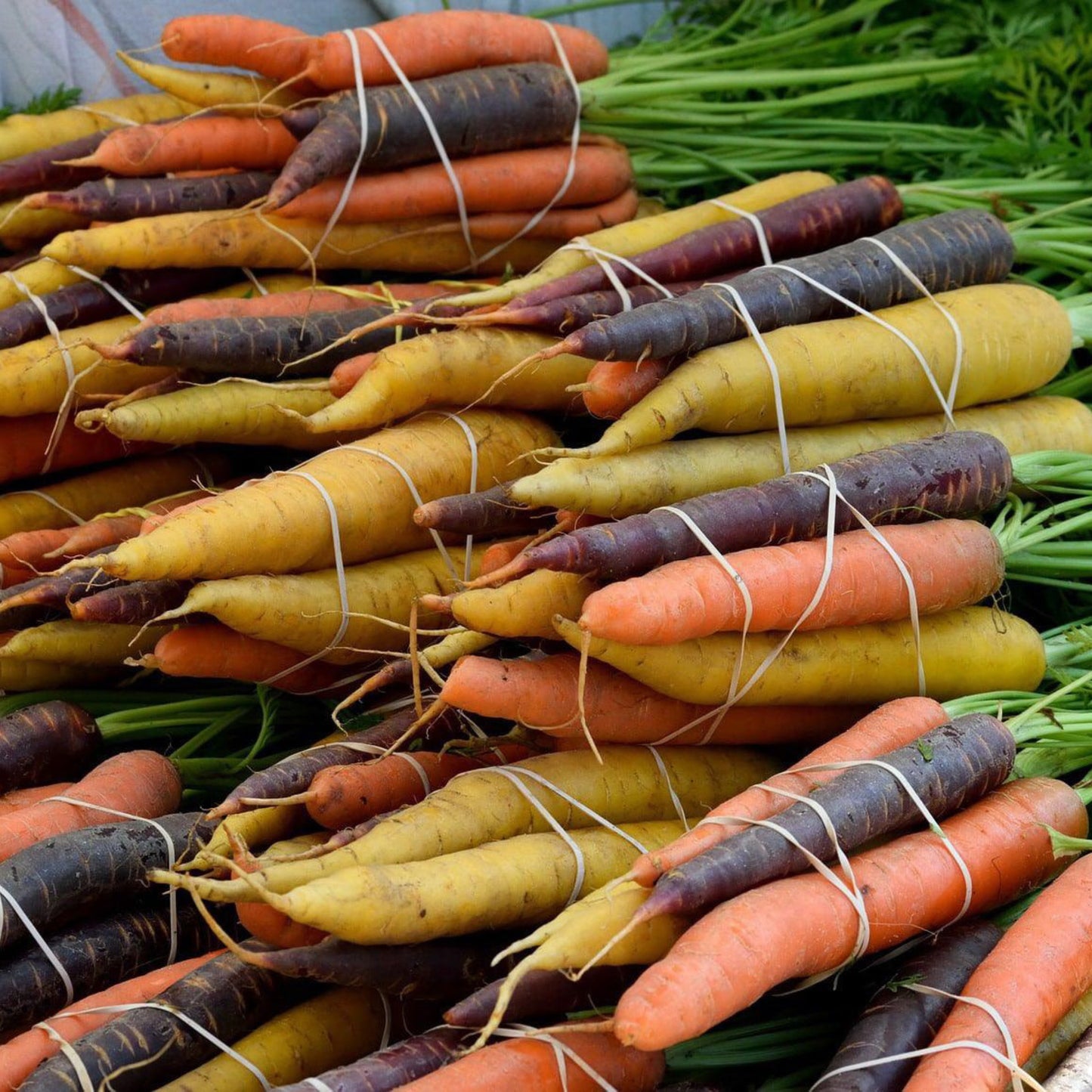 Rainbow carrots in purple, yellow and orange varieties