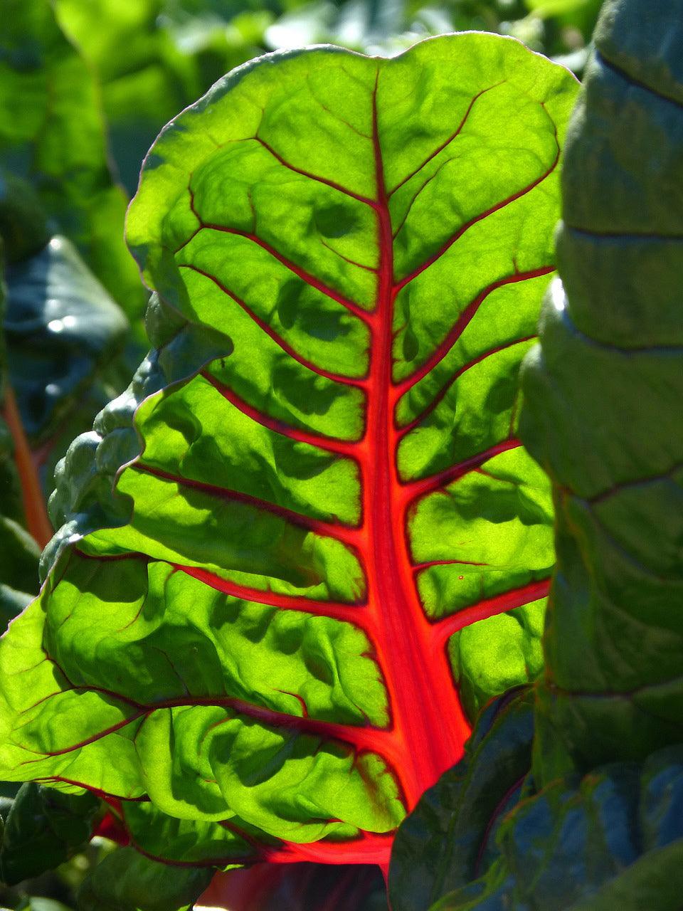 Rainbow Swiss Chard Mix - Cheap Seeds, LLC