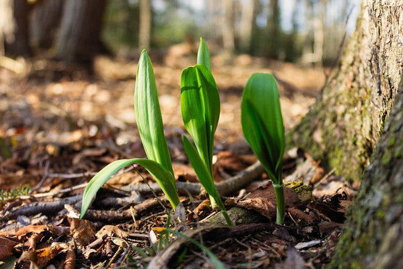 Wild Ramps