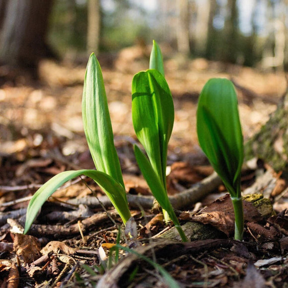 Ramps