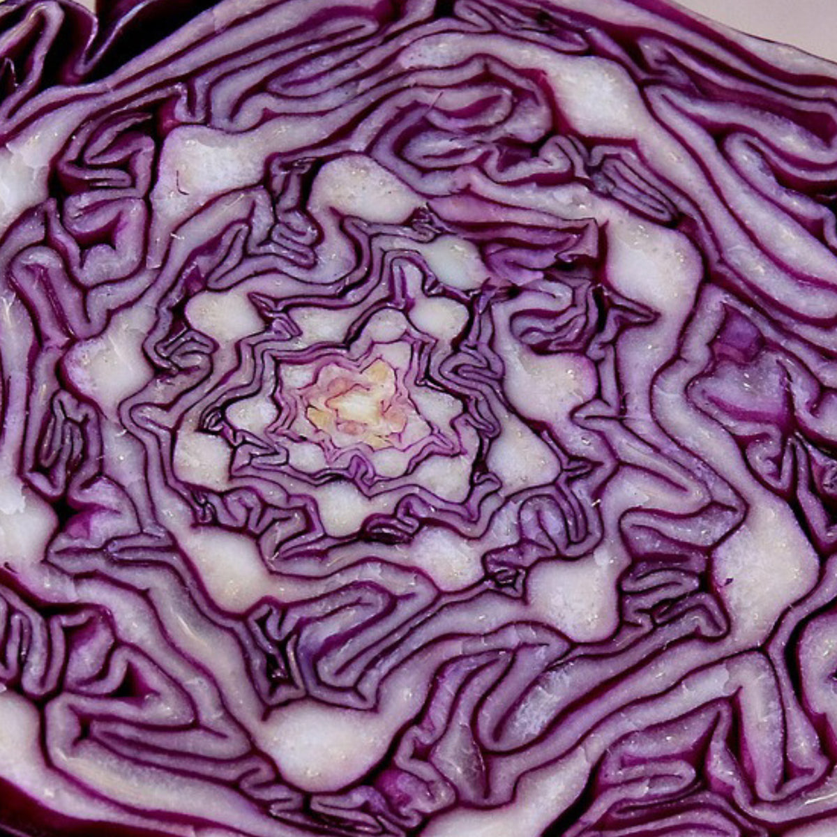 A close-up of a sliced red cabbage cross-section, showing tightly packed purple and white layers in a spiral pattern.