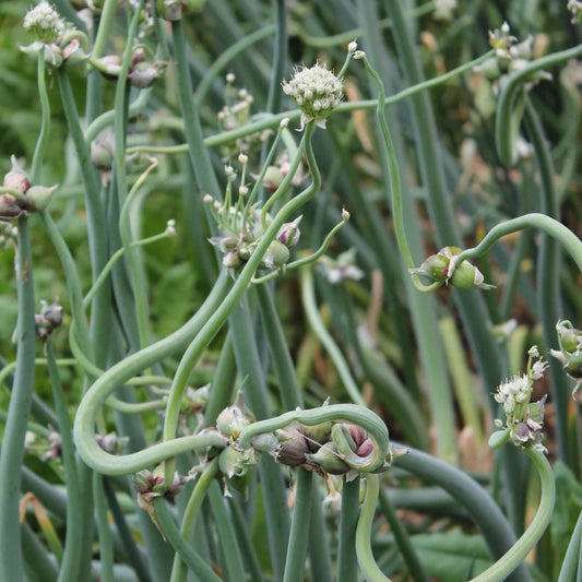 Red Catawissa Walking Onions producing topsets and flowers in the garden