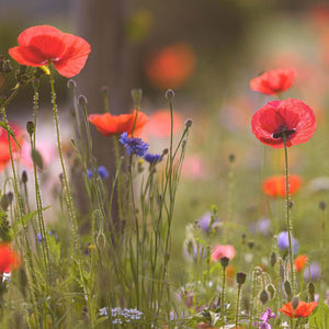 Red Corn Poppy