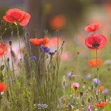 Red Corn Poppy