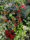 Patriotic Seed Mixture - Red, White and Blue Flowers - Cheap Seeds, LLC