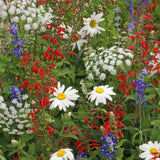 Red White and Blue Seed Mixture