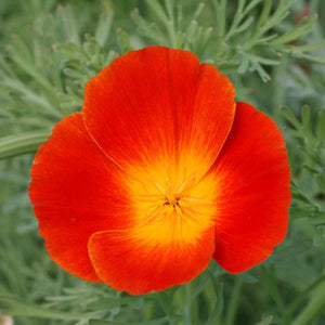 California Poppy Red Chief