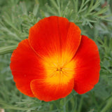 California Poppy Red Chief