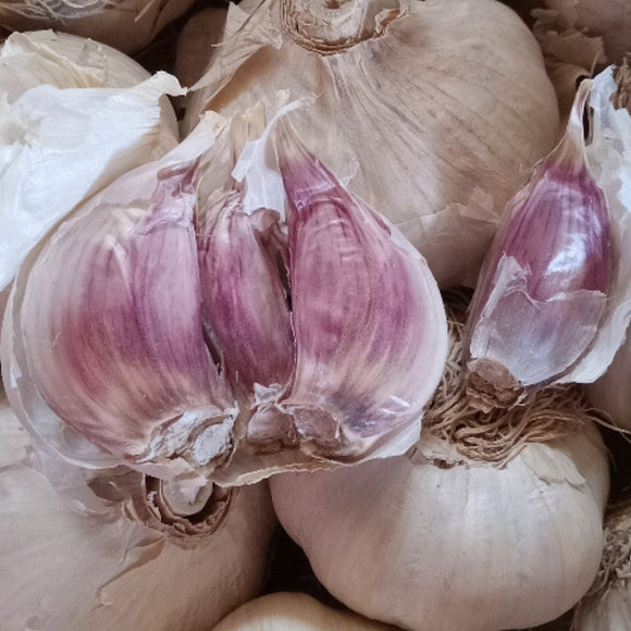 Red Russian Garlic